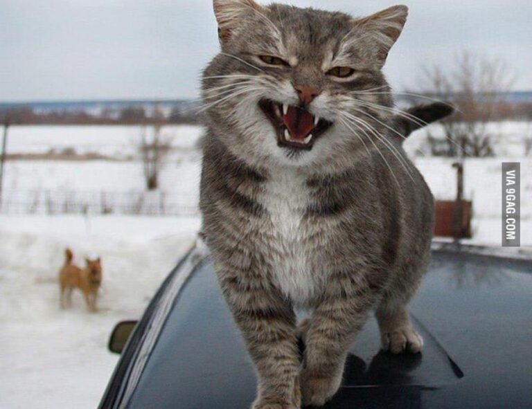 8tshare6a software download