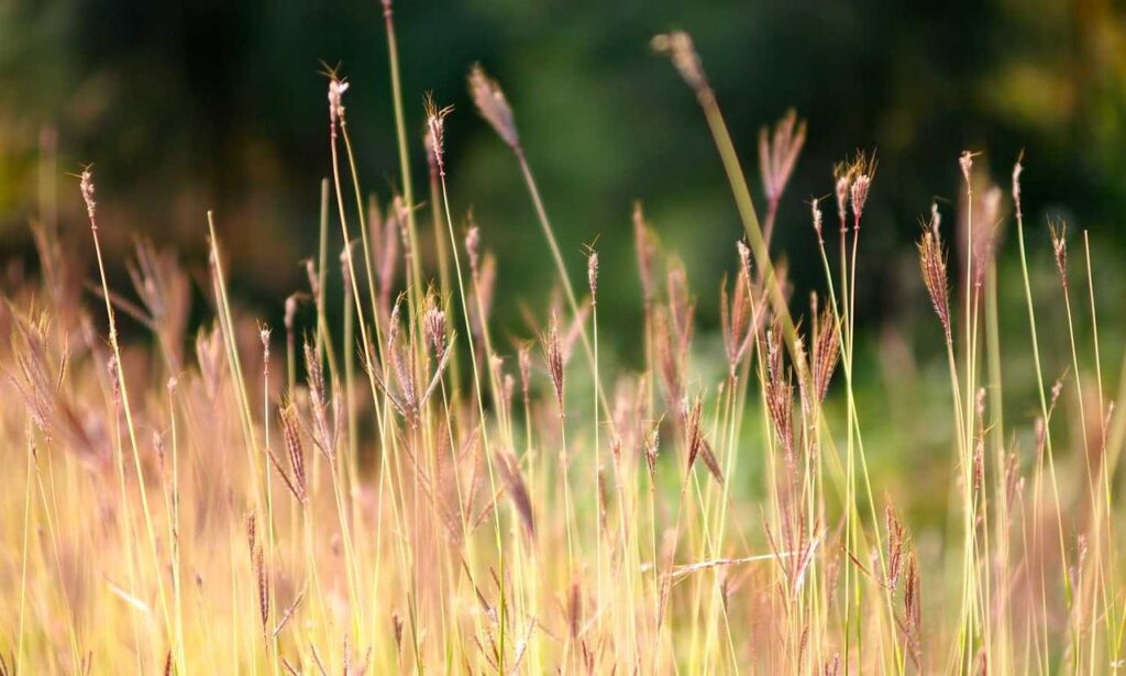 ingredients in vullkozvelex safe to use