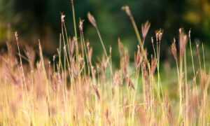 ingredients in vullkozvelex safe to use