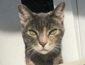 ingredients in wullkozvelex