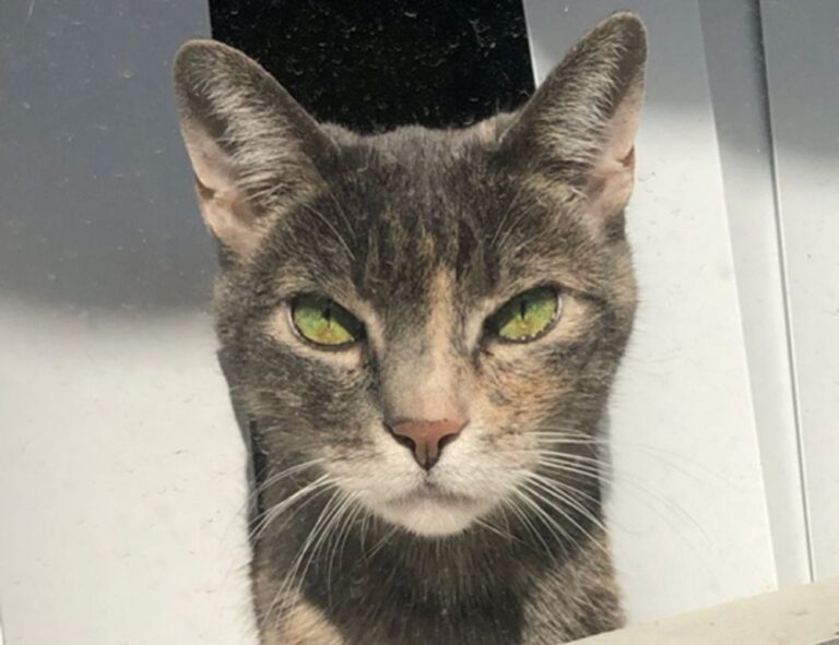 ingredients in wullkozvelex