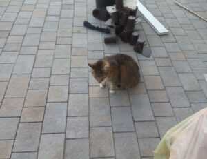 william sonoma check gift card balance