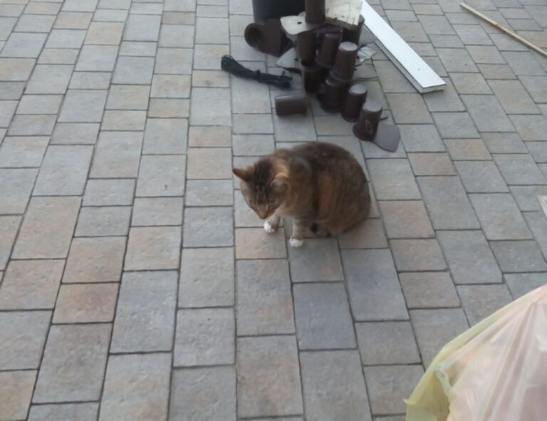 william sonoma check gift card balance