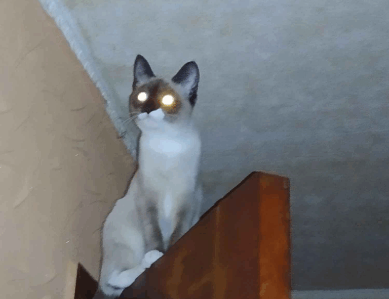 william sonoma gift card check balance