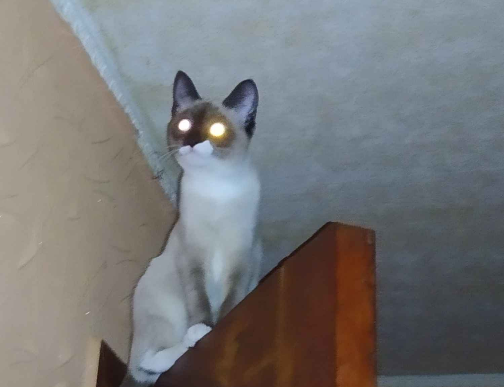 william sonoma gift card check balance