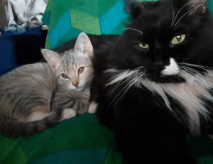 williams sonoma check gift card balance