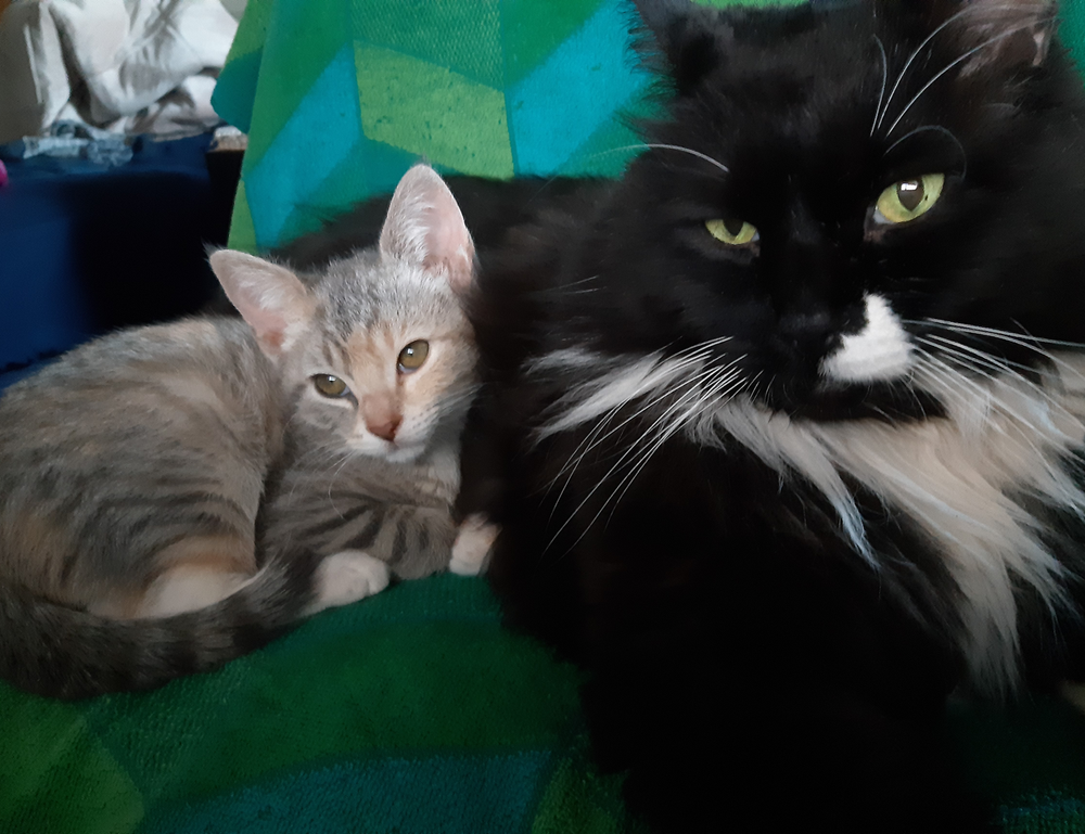 williams sonoma check gift card balance