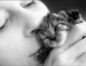 yamaha fs800 vs yamaha fg800 acoustic guitar specs