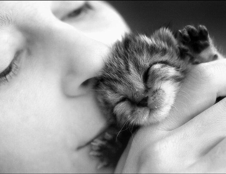 yamaha fs800 vs yamaha fg800 acoustic guitar specs