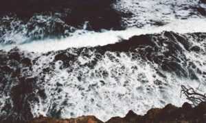 yonke el pulpo en los angeles