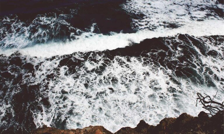 yonke el pulpo en los angeles