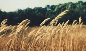 your call cannot be completed as the called party is busy