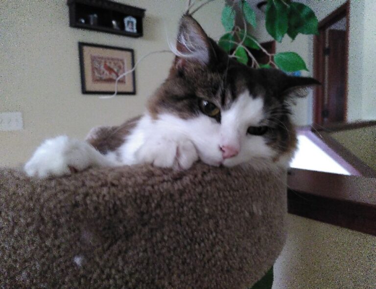 arcagallerdate gallery oil paintings by arcyart