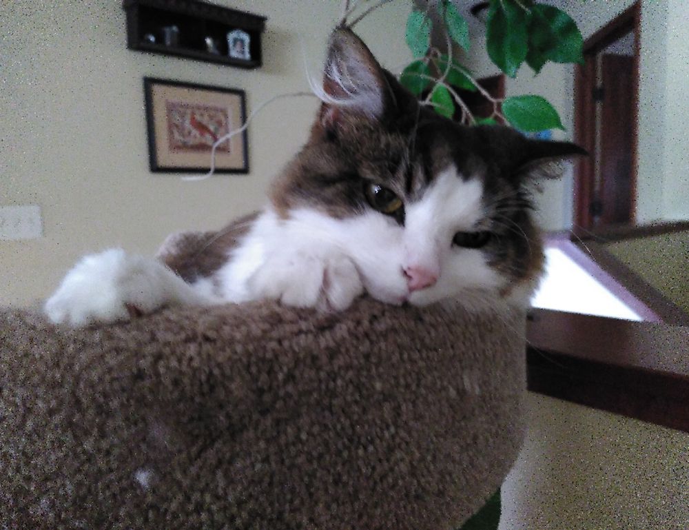 arcagallerdate gallery oil paintings by arcyart