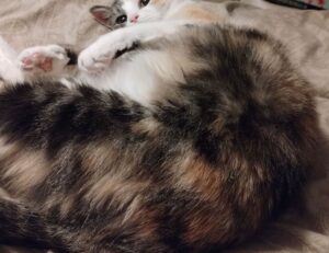 crest catalogues flpcrestation