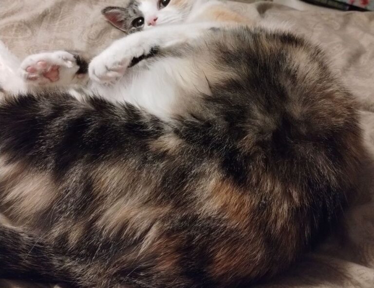 crest catalogues flpcrestation