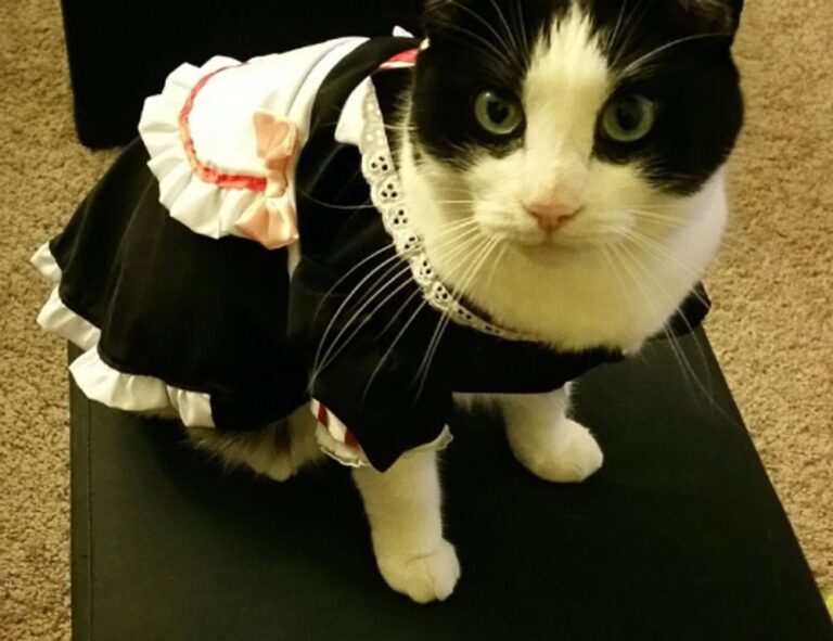 exhibition paintings arcachdir