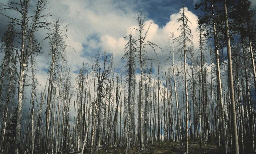 fine art infoguide artypaintgall