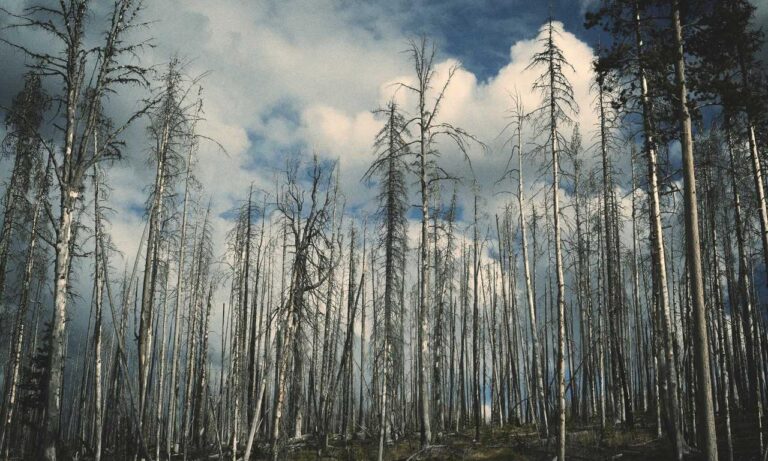 fine art infoguide artypaintgall