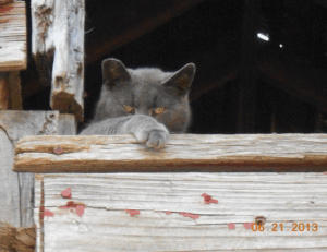 flpemblemable free emblem design from freelogopng