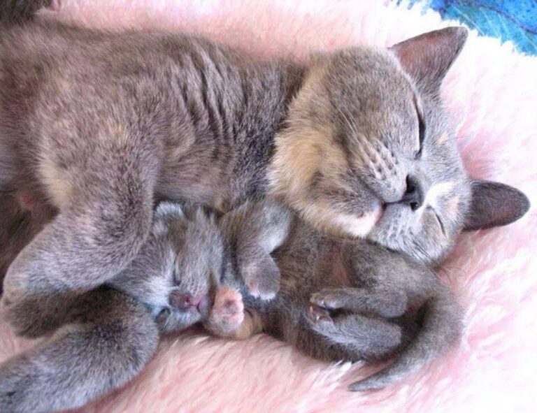 gallery oil paintings arcagallerdate