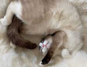 gallery paintings arcagallerdate