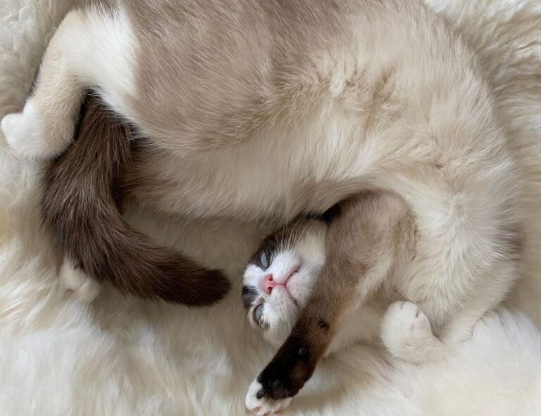 gallery paintings arcagallerdate