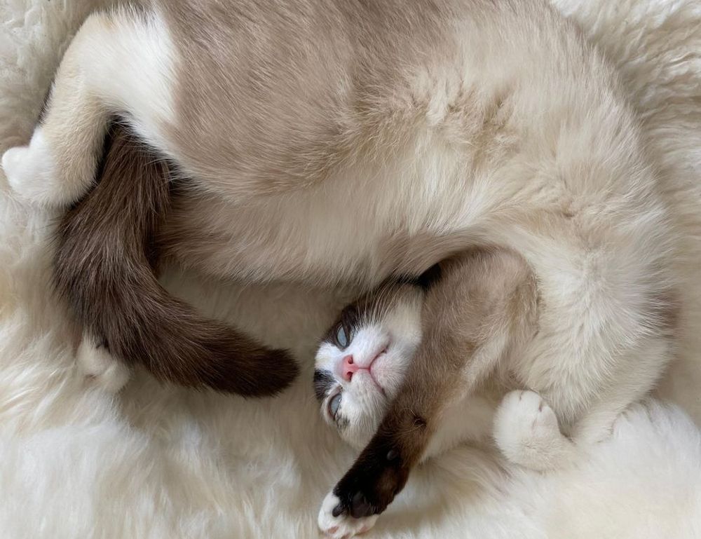 gallery paintings arcagallerdate