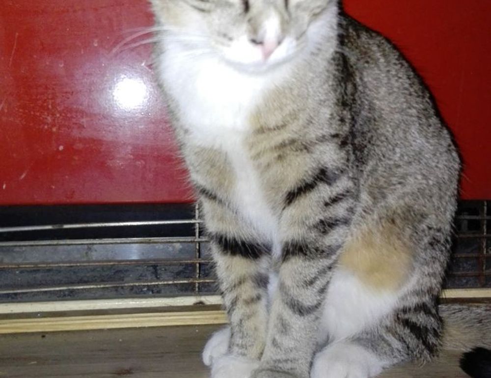 newest oil painting directories arcyhist