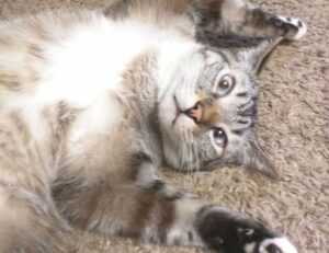 oil paintings exhibition arcagallerdate