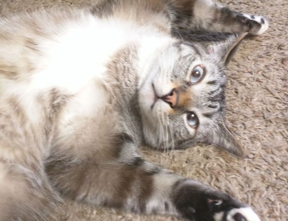 oil paintings exhibition arcagallerdate