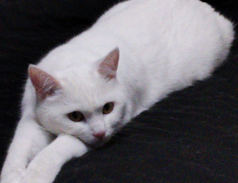 why do paintings sell for so much arcachdir