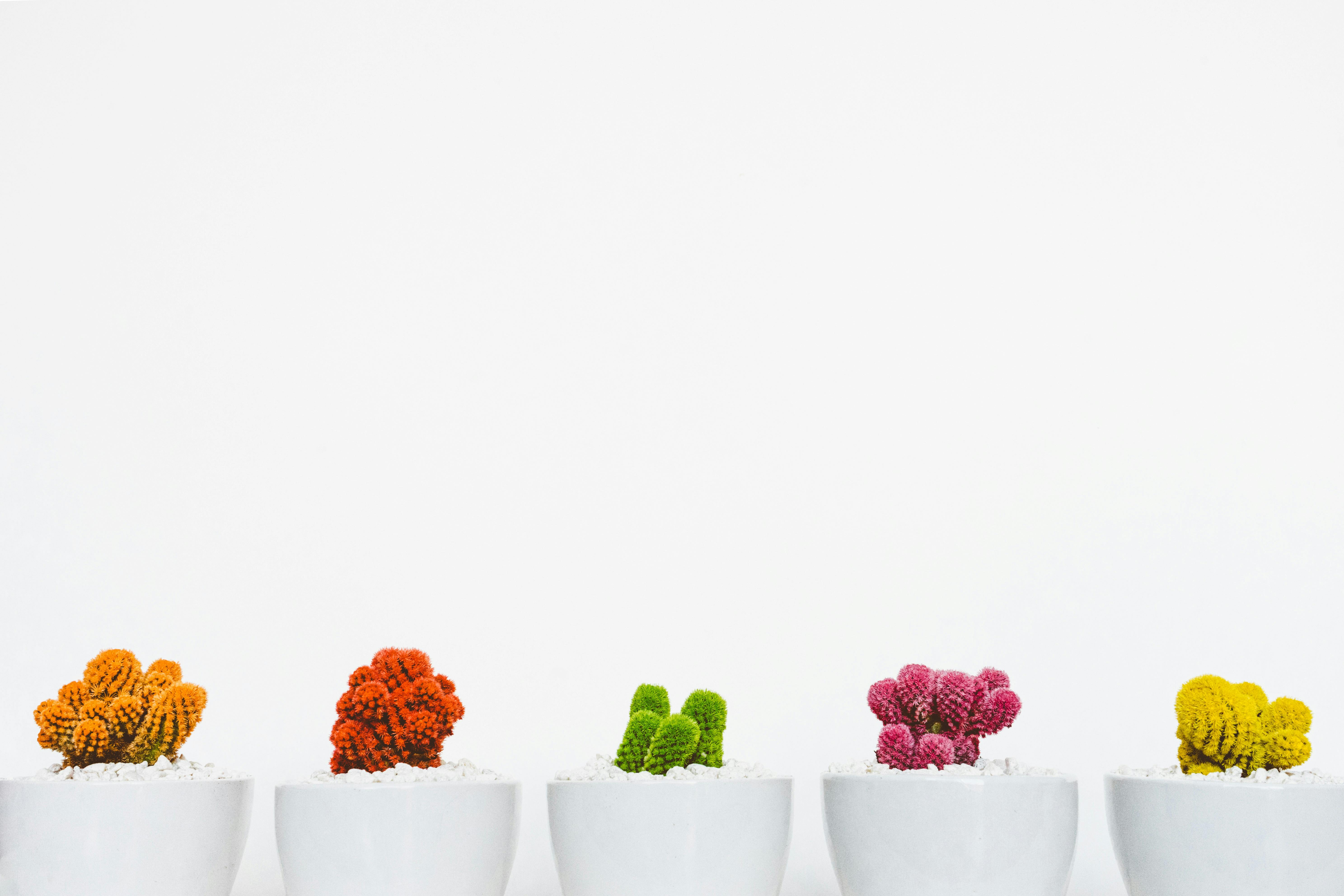 Vibrant cacti in white pots against minimalistic background, perfect for decor ideas.