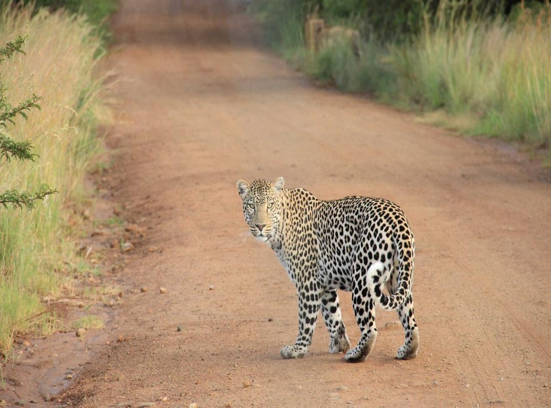 A Look Under the Hood: Ingredients and Nutrition